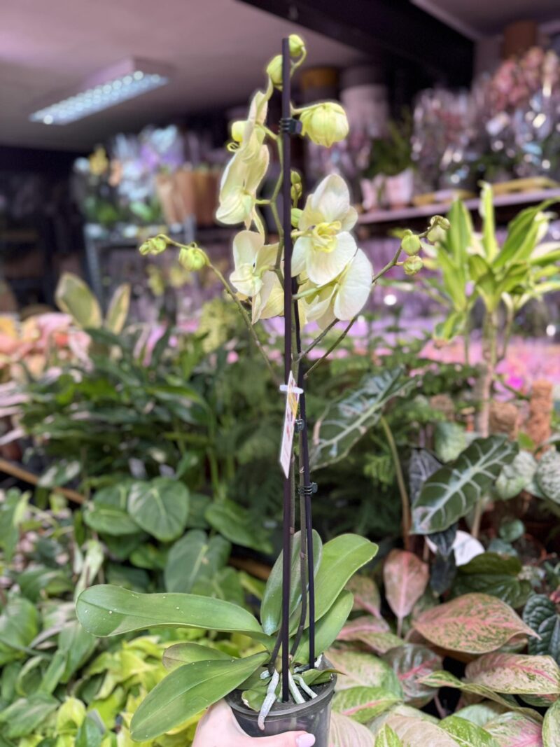 Storczyk z mixa cytrynowy