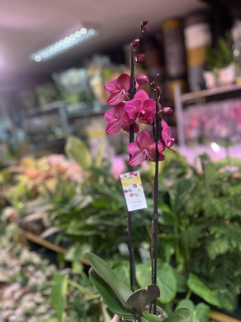 phalaenopsis pavarotti peloric | Storczyk