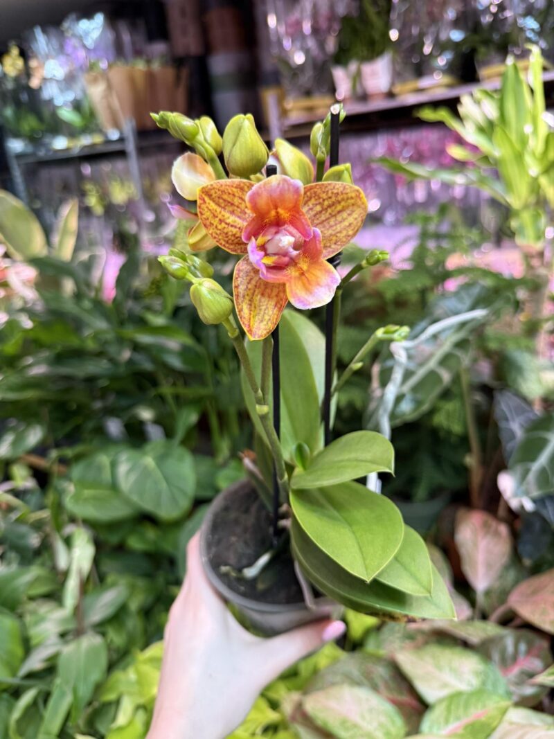 Phalaenopsis Yaphon Perfume ‘ES’ | Storczyk pachnący