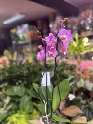 Phalaenopsis Taisuco Anna peloric | Storczyk