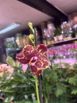 Phalaenopsis GW Green World ‘Snakeskin | Storczyk