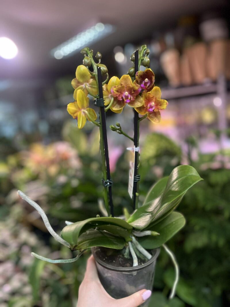 Phalaenopsis Lioulin Orange peloric | Storczyk