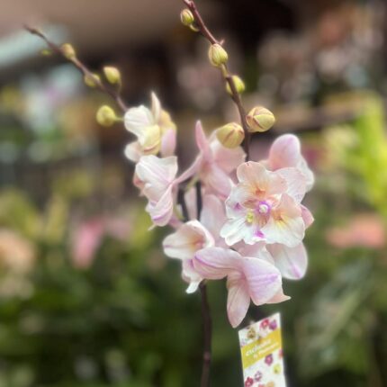 Phalaenopsis [Tying Shin Swallow × (Yaphon Big Mouse × Fusheng’s Bridal Dress)] ‘1214′ (FS) | Storczyk