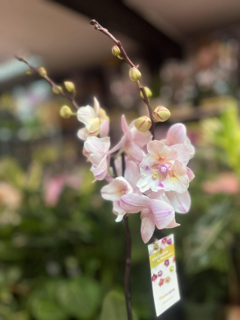 Phalaenopsis [Tying Shin Swallow × (Yaphon Big Mouse × Fusheng’s Bridal Dress)] ‘1214′ (FS) | Storczyk