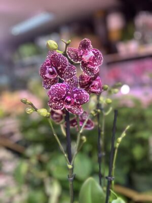 Phalaenopsis Wildcat | Storczyk