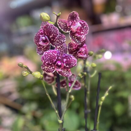 Phalaenopsis Wildcat | Storczyk