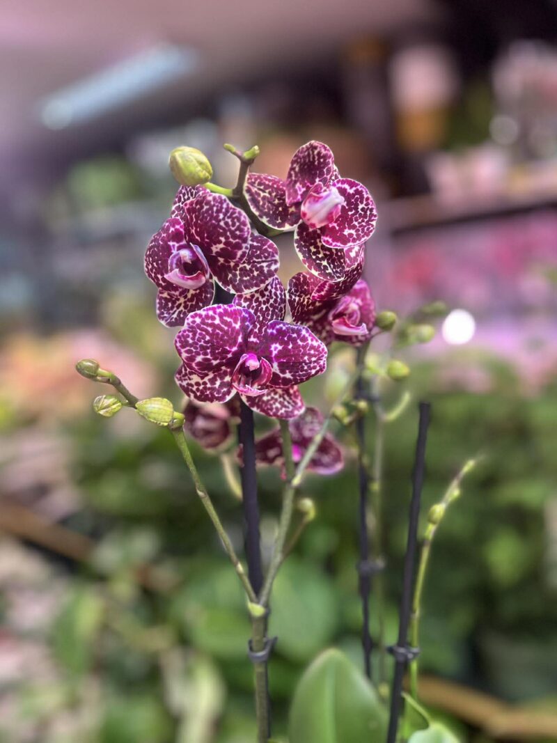 Phalaenopsis Wildcat | Storczyk