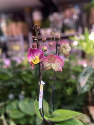 Phalaenopsis Limited 04 | Storczyk