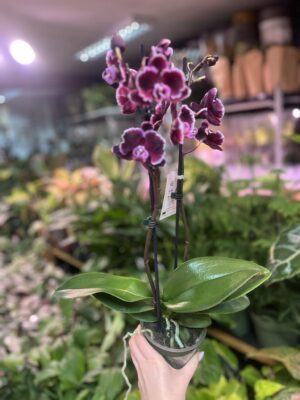 Phalaenopsis summer breath | Storczyk