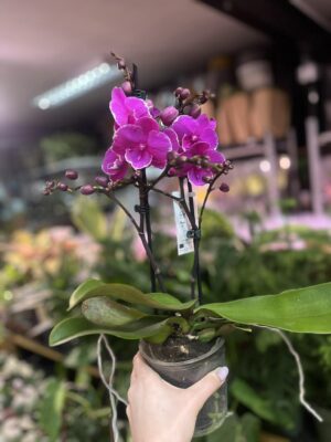 Phalaenopsis Younghome Pinying ‘0792’ Big Lip | Storczyk