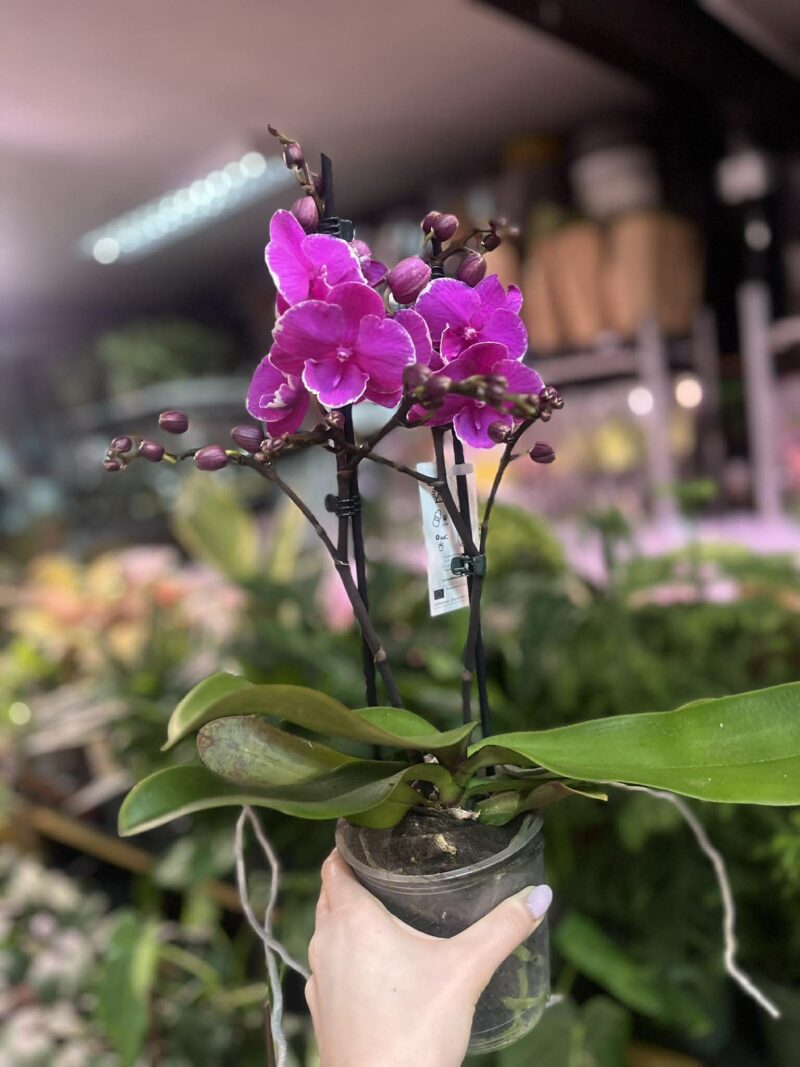 Phalaenopsis Younghome Pinying ‘0792’ Big Lip | Storczyk