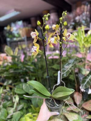 Storczyk z mixa peloryczny żółty