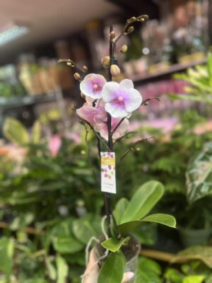 phalaenopsis queen kiss | Storczyk