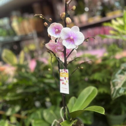 phalaenopsis queen kiss | Storczyk