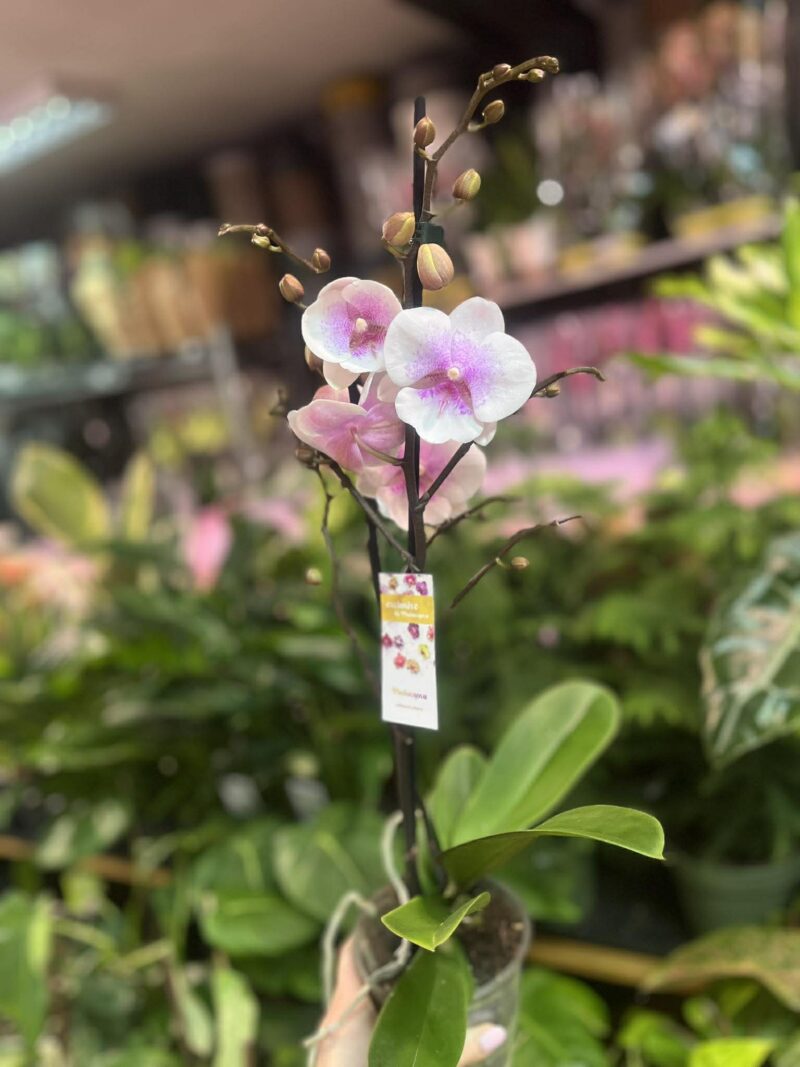 phalaenopsis queen kiss | Storczyk