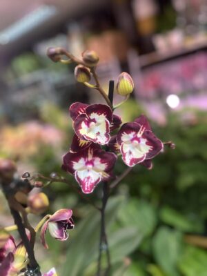 Phalaenopsis Klementyna | Storczyk