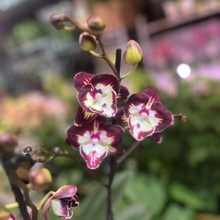 Phalaenopsis Klementyna | Storczyk