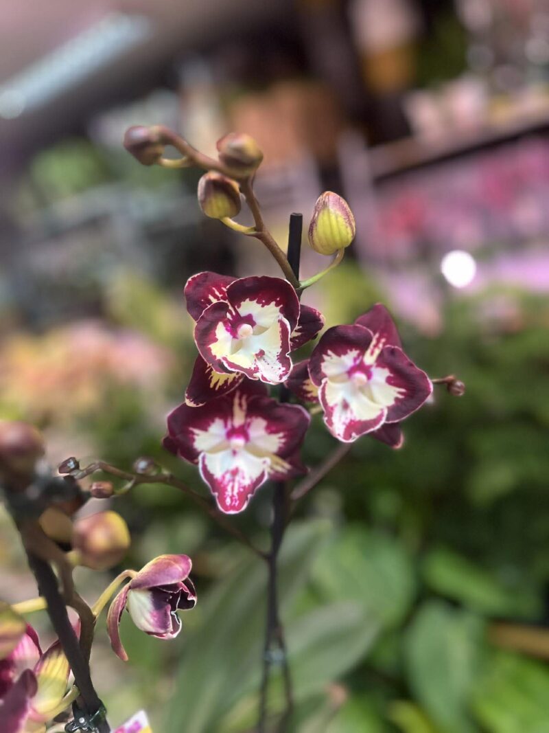 Phalaenopsis Klementyna | Storczyk