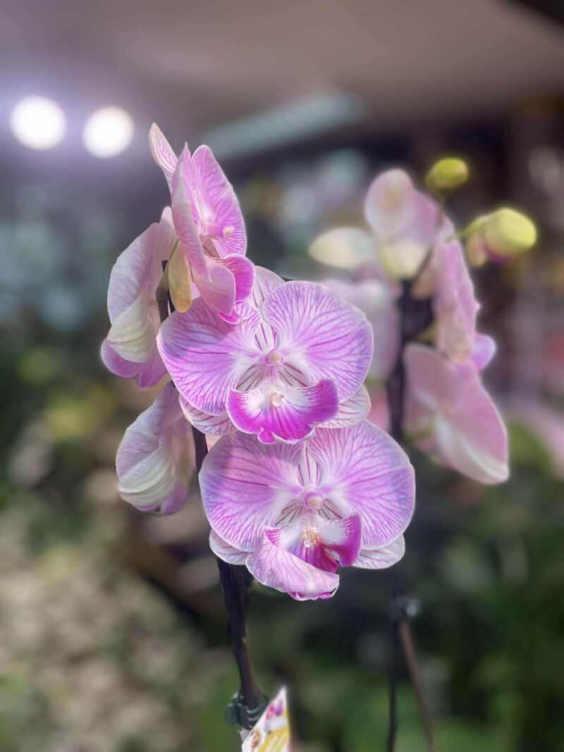 Storczyk z mixa różowy