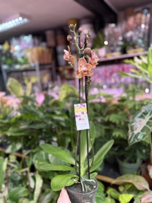 Storczyk z mixa pomarańczony peloric