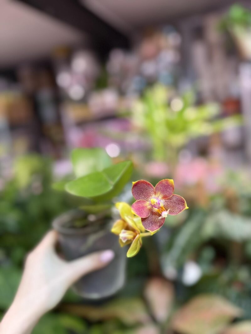 Phalaenopsis Pylo’s sofia | Storczyk