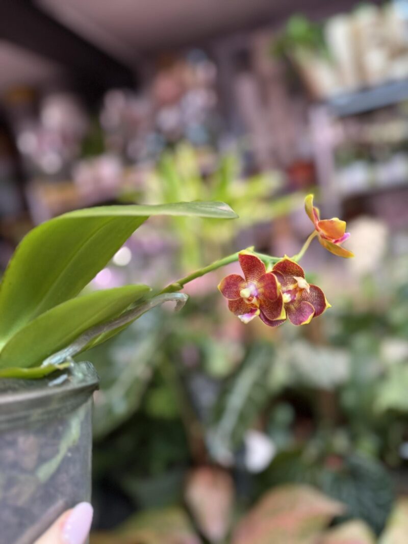 Phalaenopsis Pylo’s sofia | Storczyk