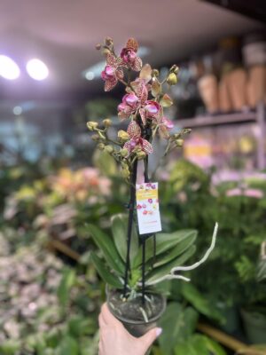 Phalaenopsis Lucky Leopard peloric | Storczyk