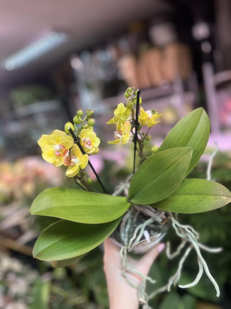 Phalaenopsis yellow peloric | Storczyk