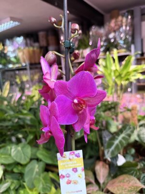 Storczyk z mixa fuksja