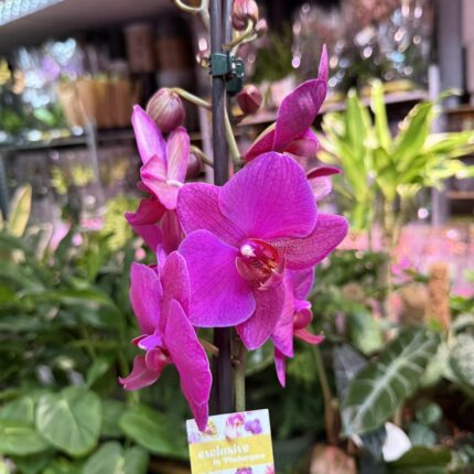 Storczyk z mixa fuksja