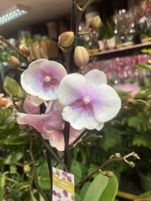 phalaenopsis queen kiss | Storczyk