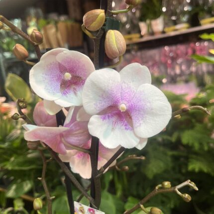 phalaenopsis queen kiss | Storczyk