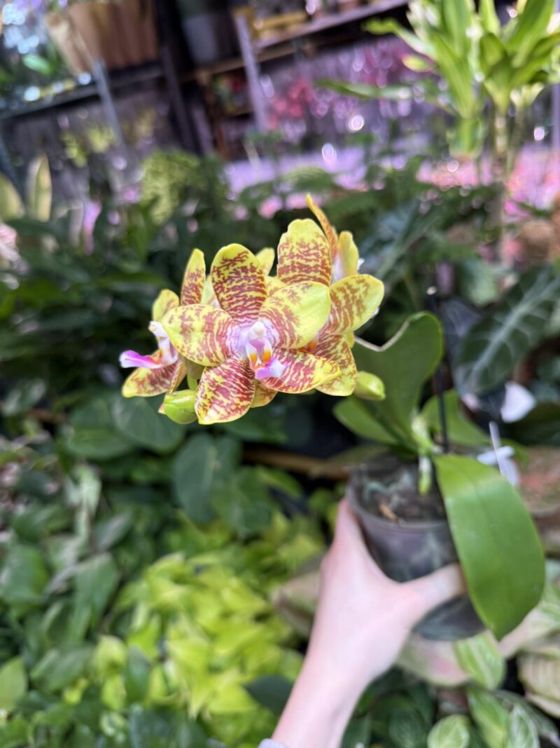 Phalaenopsis Orchid World (FS) | Storczyk pachnacy