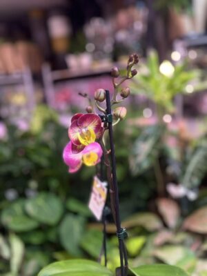 Phalaenopsis Limited 04 | Storczyk