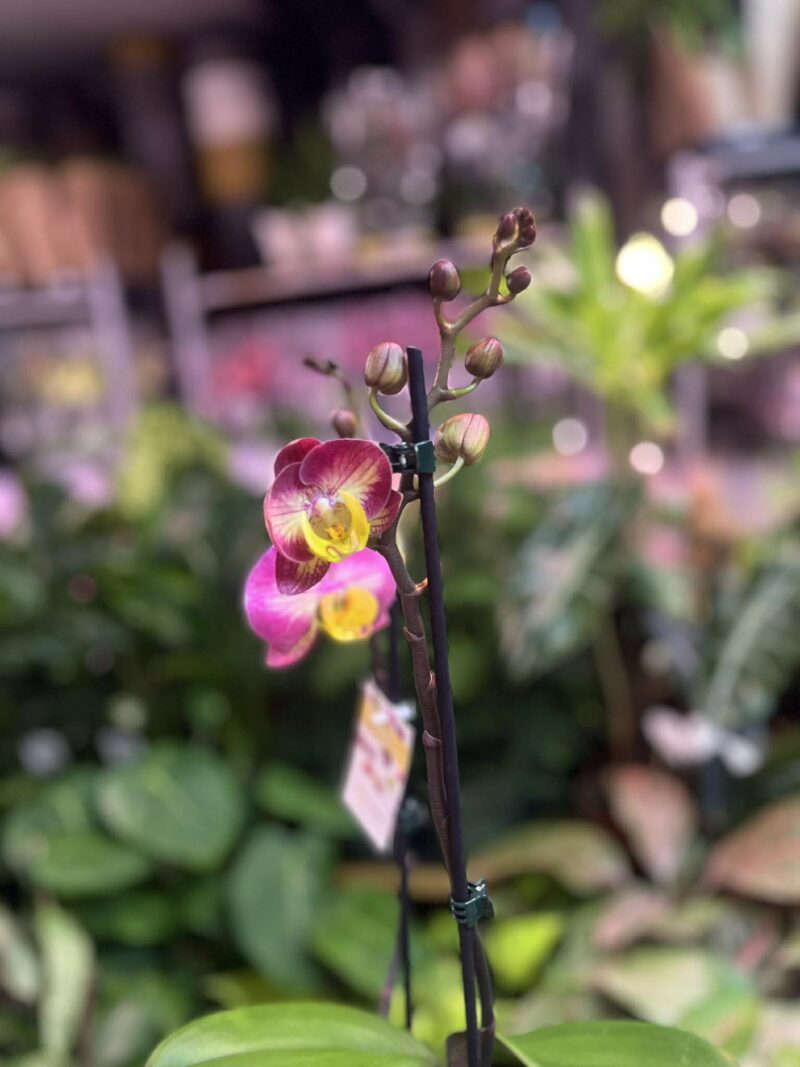 Phalaenopsis Limited 04 | Storczyk