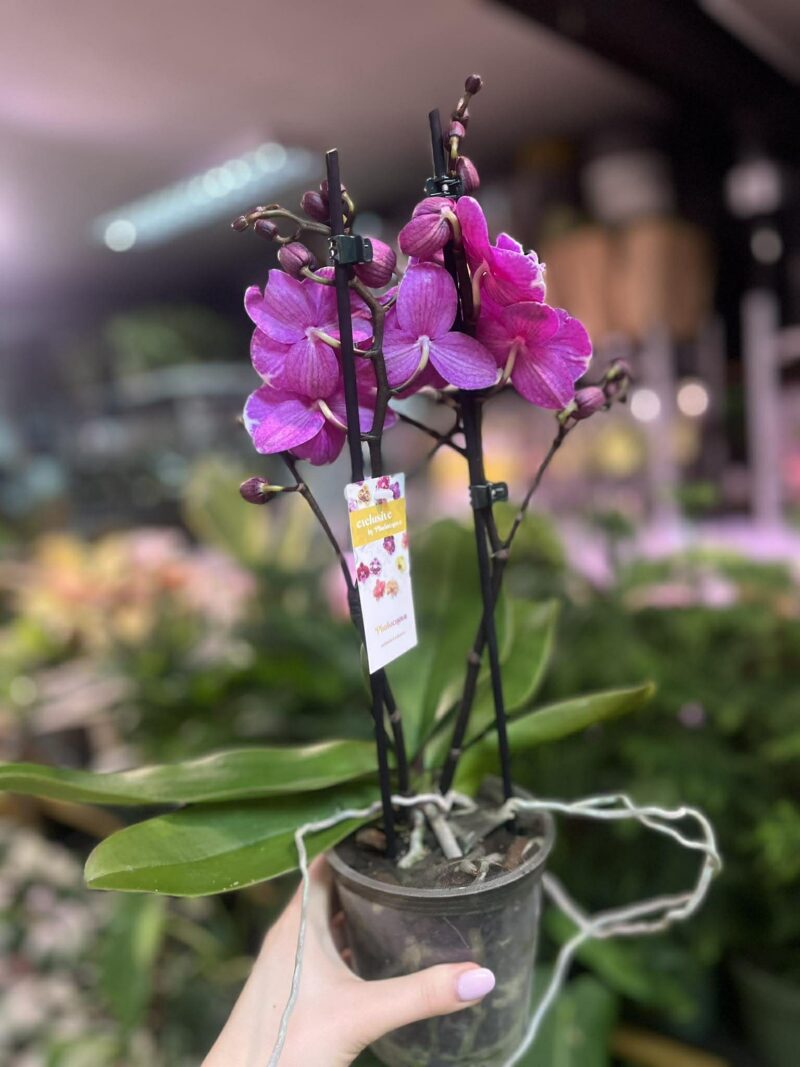 Phalaenopsis Younghome Pinying ‘0792’ Big Lip | Storczyk