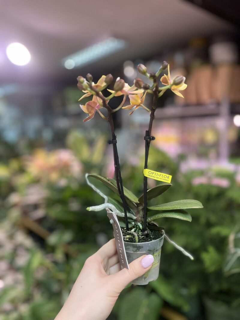 Phalaenopsis Orange | Storczyk Pachnący