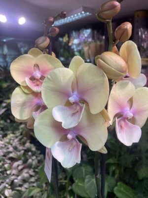 Phalaenopsis BLUSH SUN — BIG LIP | Storczyk