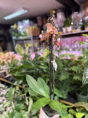 Storczyk z mixa pomarańczony peloric