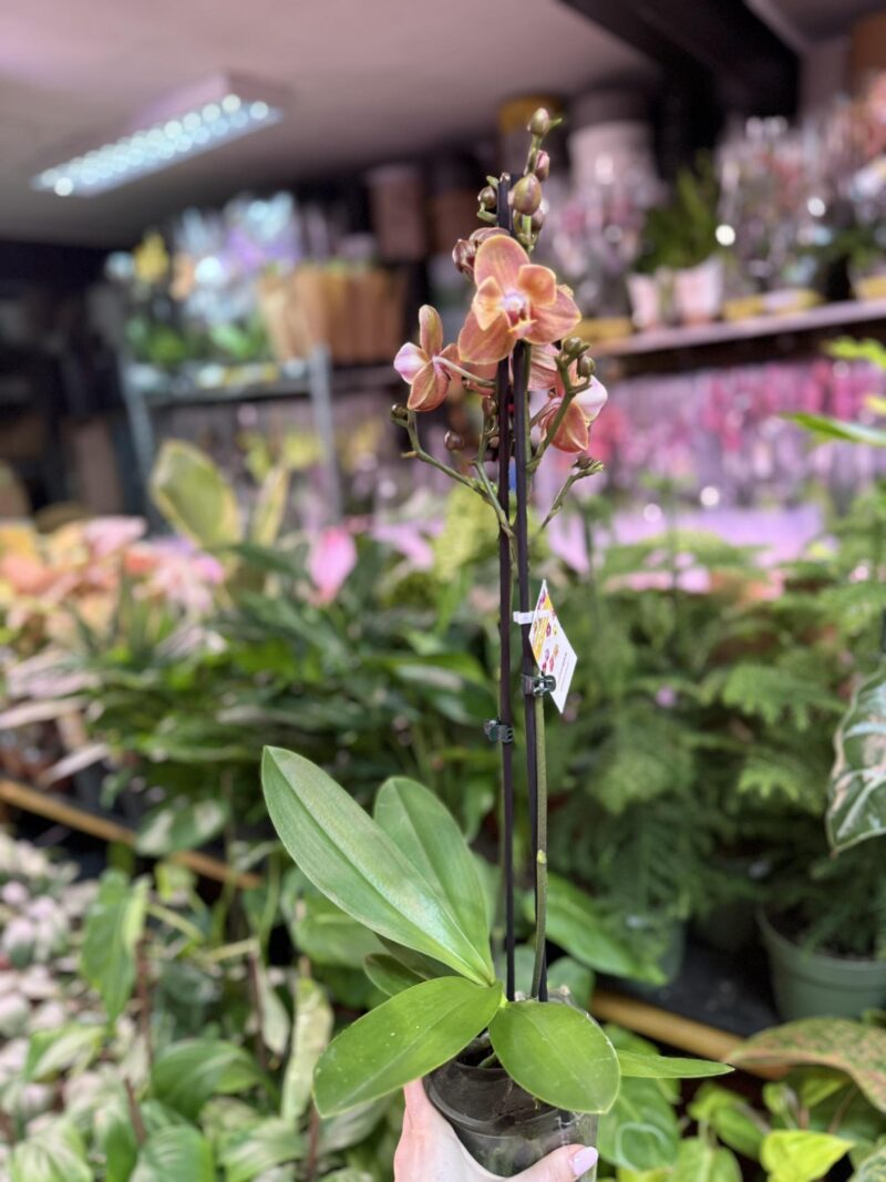 Storczyk z mixa pomarańczony peloric