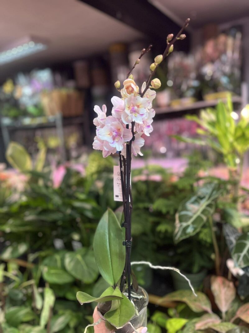 Phalaenopsis [Tying Shin Swallow × (Yaphon Big Mouse × Fusheng’s Bridal Dress)] ‘1214′ (FS) | Storczyk