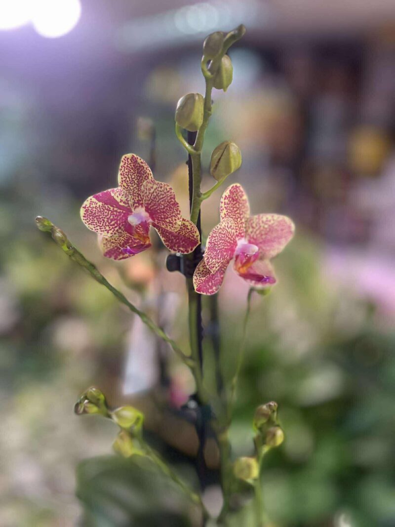 Storczyk z mixa nakrapiany