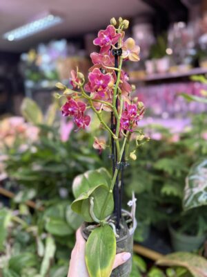 Storczyk z mixa butterfly przepiękny