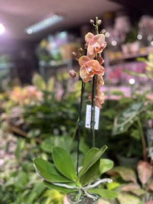 Phalaenopsis Brion Butterfly | Storczyk