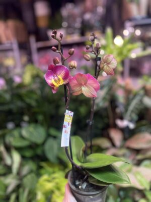 Phalaenopsis Limited 04 | Storczyk