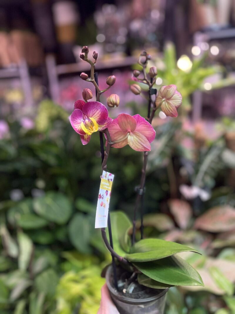 Phalaenopsis Limited 04 | Storczyk