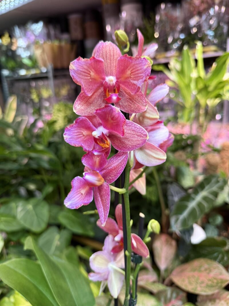 Phalaenopsis Alice Butterfly | Storczyk