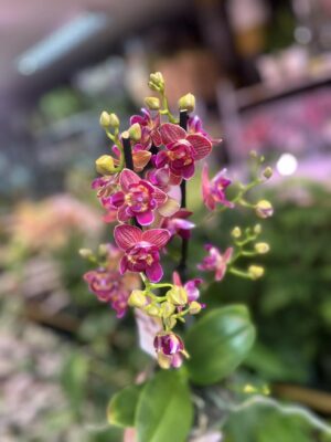 Phalaenopsis „Limited 03” peloric | storczyk