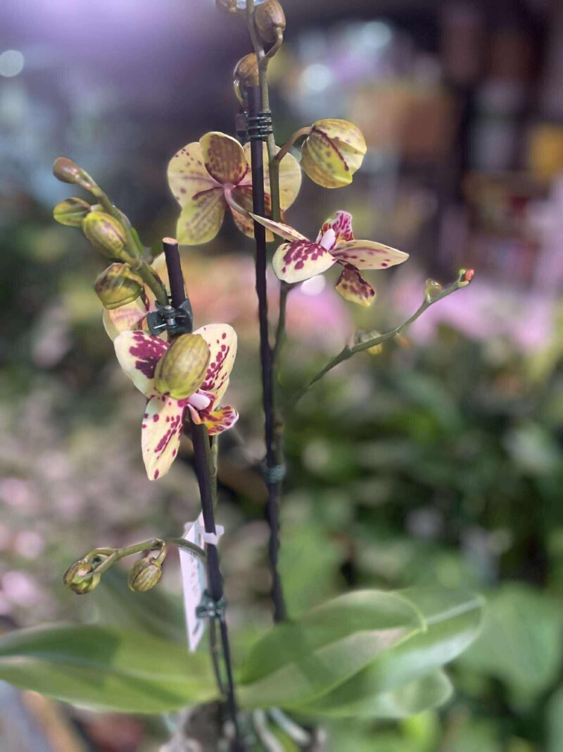 Phalaenopsis Honey Sorbet | Storczyk