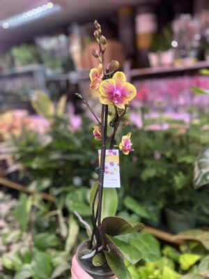 Phalaenopsis Sogo Lawrence x I-Hsin Yellow Wave | Storczyk